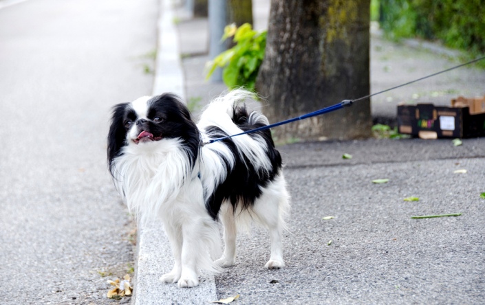 perro de raza chin japonés