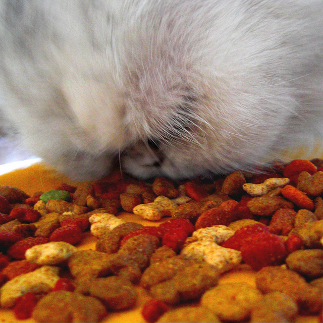 Características de la alimentación correcta de gatos y gatitos de la raza persa