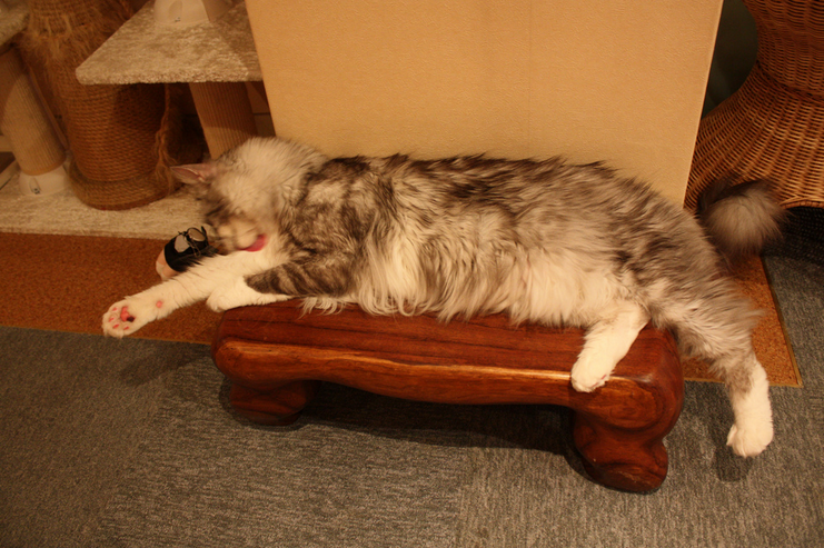 Aquí descansan tanto las personas como los gatos.