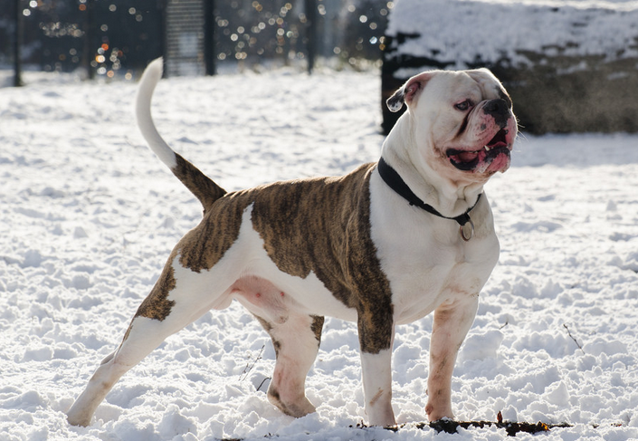 perro de raza bulldog americano