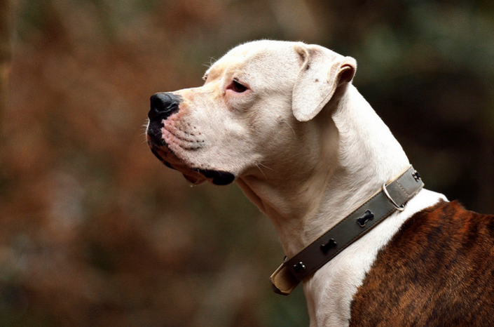 Bulldog americano