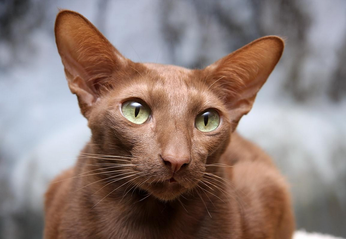 raza de gato javanés