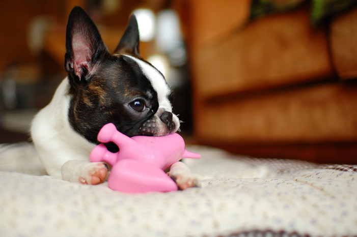 Cachorro de Boston Terrier