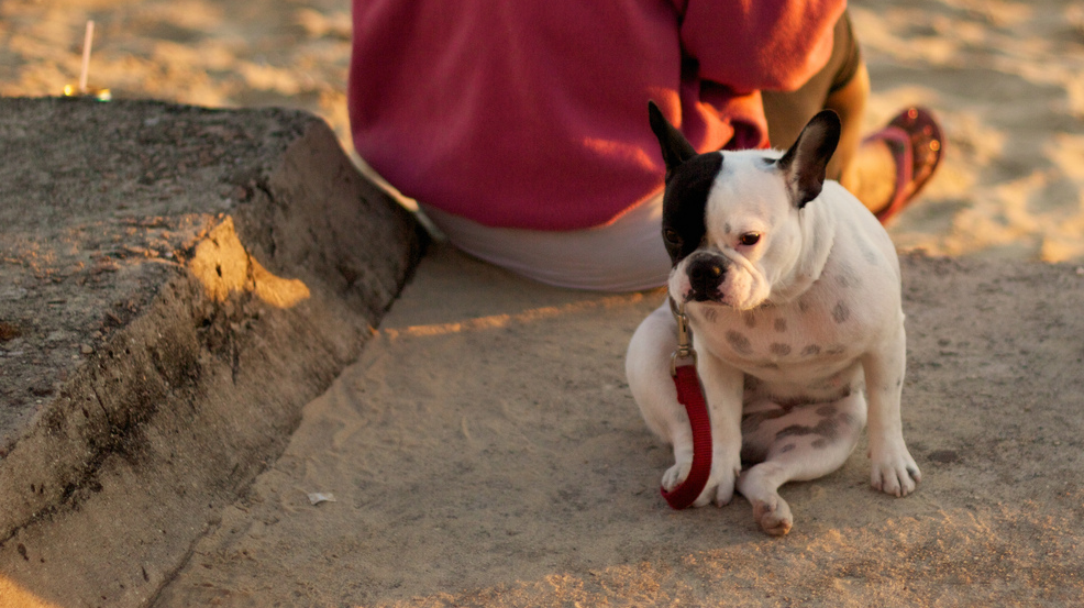 Französische Bulldogge