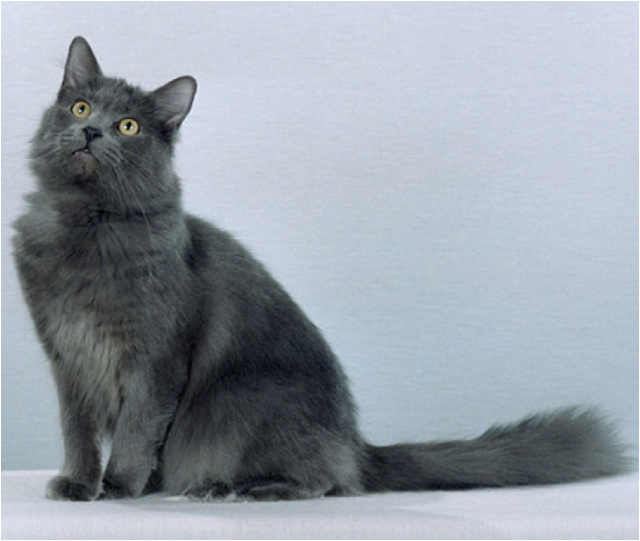 Gatos de raza Nibelung