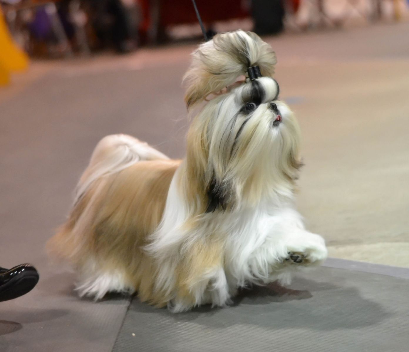aseo de exposición del shih tzu