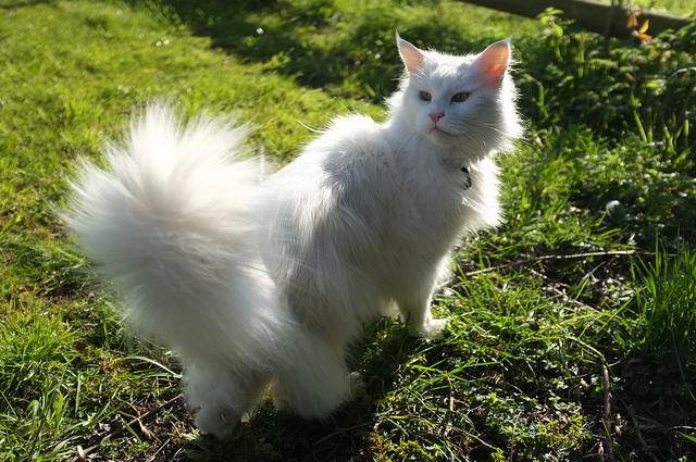 Weiße Maine Coon