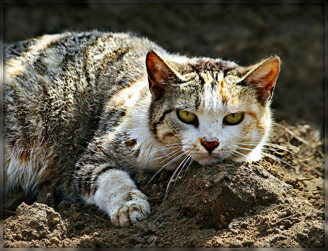 síntomas de la cirrosis hepática en el gato