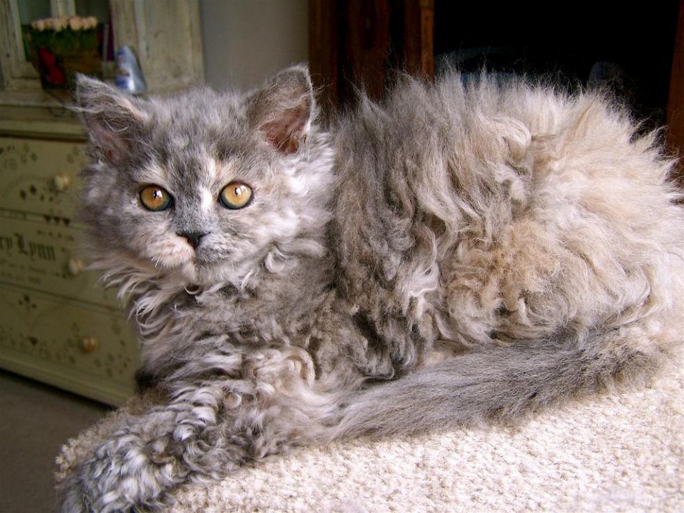 Características generales de los gatos de la raza Laperm