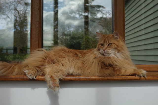 Rote Maine Coon
