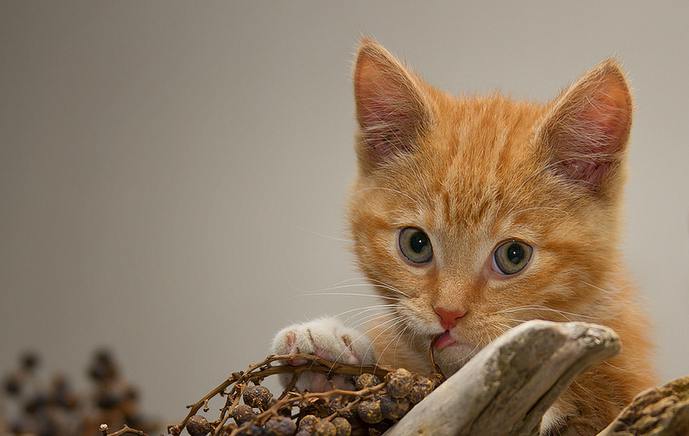 gatito de gato europeo de pelo corto