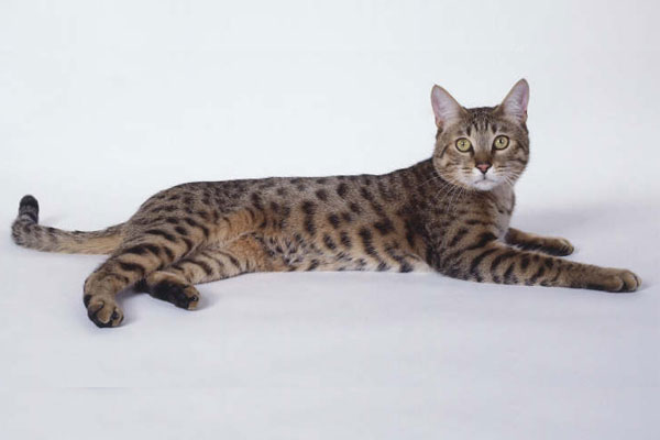gata californiana brillante