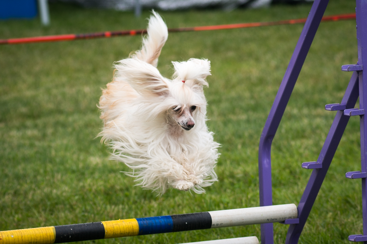 El perro crestado chino en agility