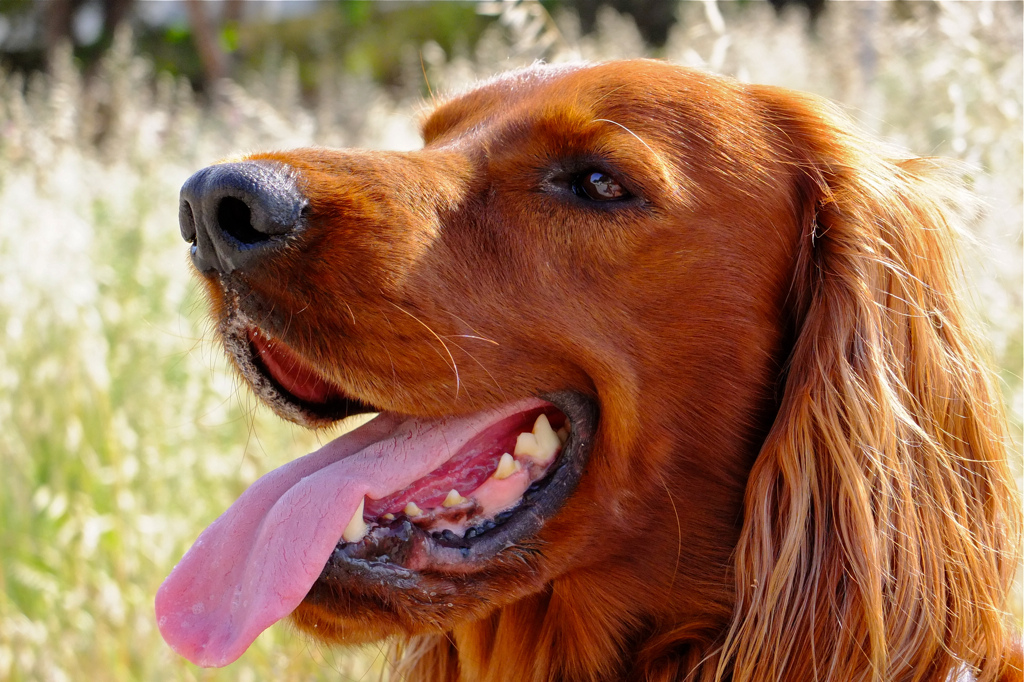 Setter irlandés