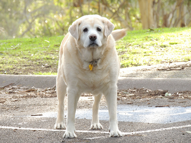 Obesidad en perros
