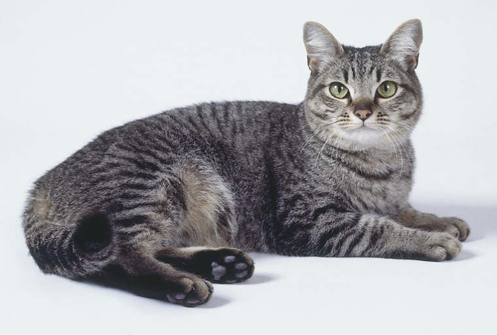 Características generales de los gatos de raza Asiático Tabby