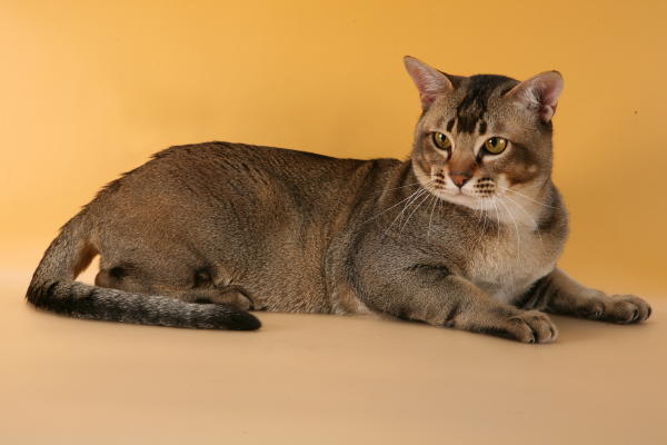 Carácter de los gatos de raza asiática tabby