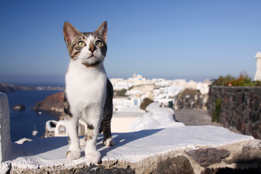 gato en el mar