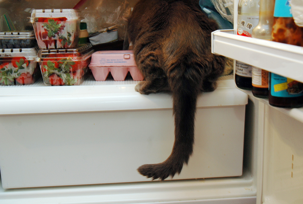 el gato roba comida