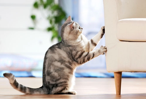 Die Katze zerkratzt die Möbel