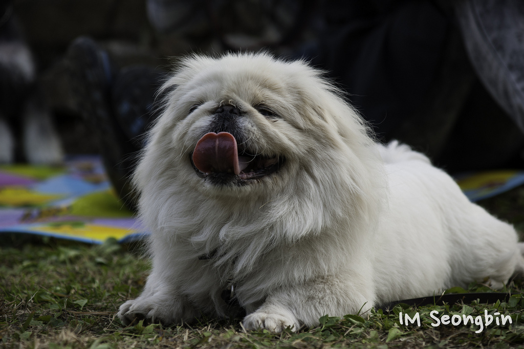Foto del pekinés