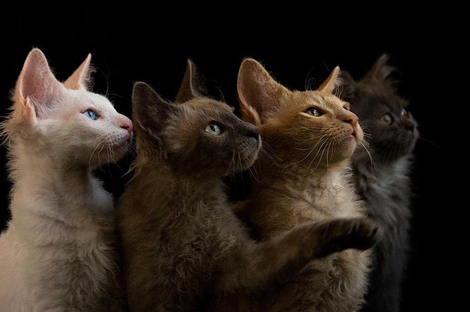 gatos de la raza Laperm