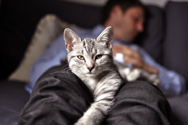 El gato se acuesta sobre la persona que duerme