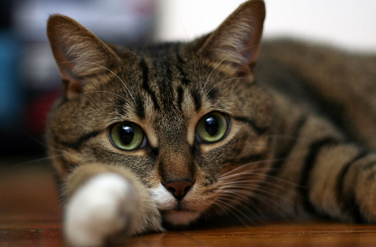 Katzencalicivirose