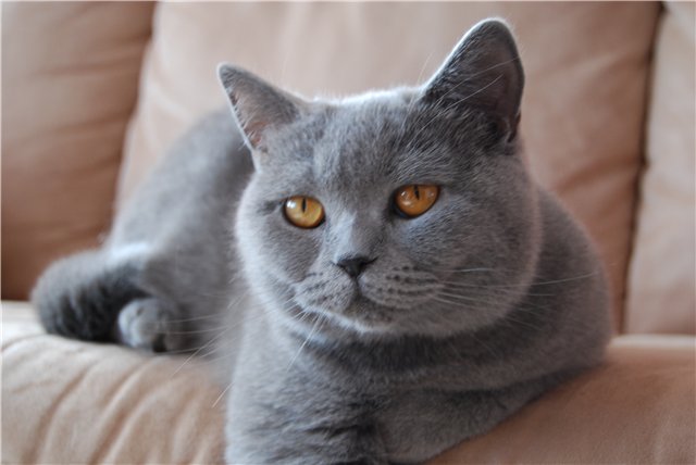 gatos de la raza Chartreux
