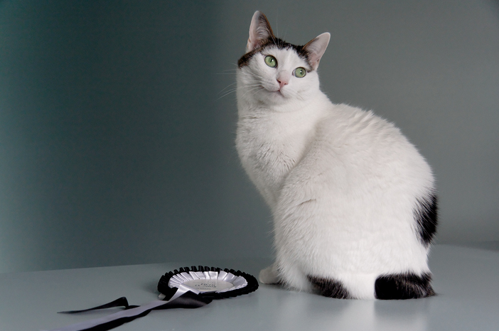 Cuidados del bobtail japonés