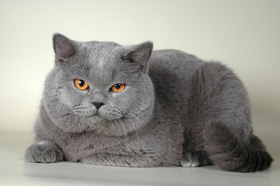 Gato británico de pelo corto