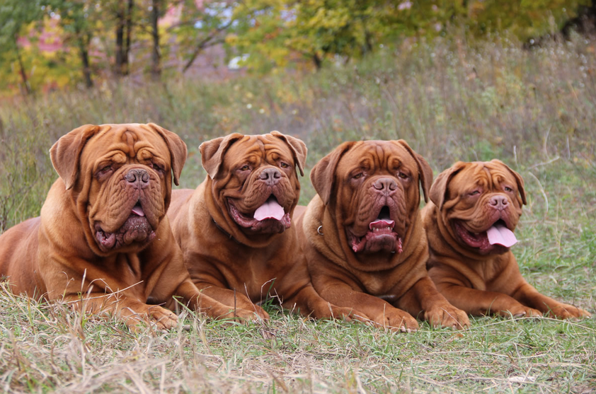 4 dogos de Burdeos