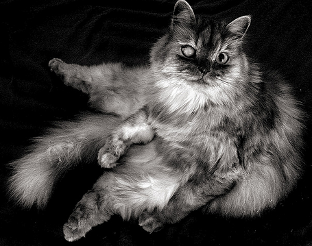 Catarata en gatos de edad avanzada