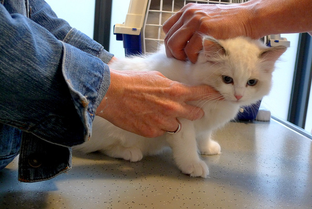 También se les implanta el microchip a los gatitos