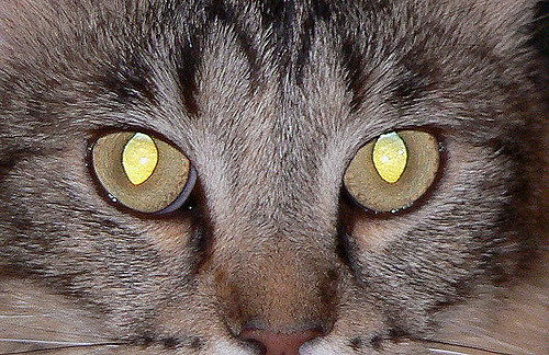 Hermosos ojos brillantes de gato
