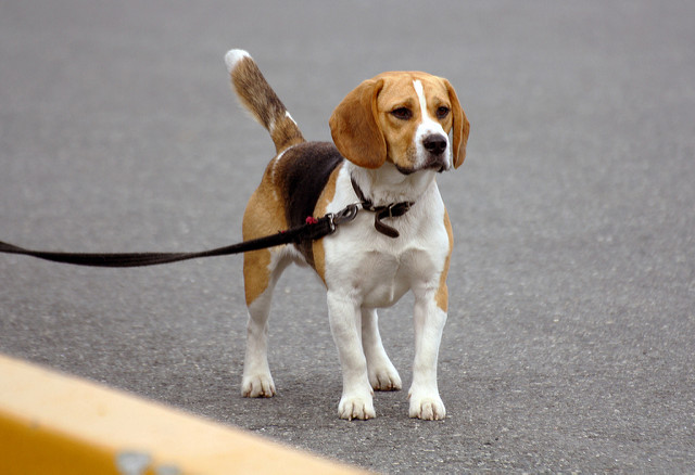 Beagle con correa