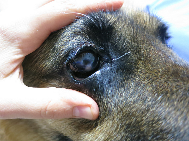 Keratitis bei einem Schäferhund, deutlich sichtbare Hornhauttrübung.