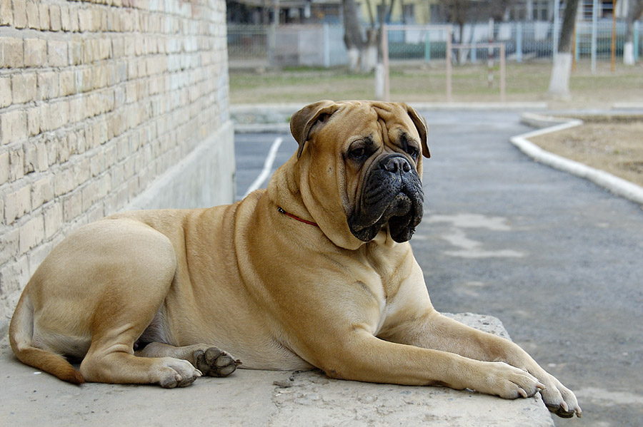 Foto de Bullmastiff