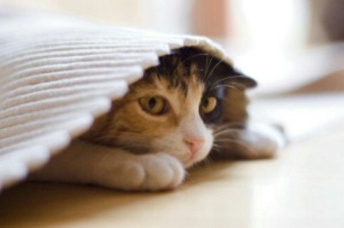 gatos y estrés, cómo aliviar el estrés de un gato, cómo se manifiesta el estrés en un gato, qué causa el estrés en un gato