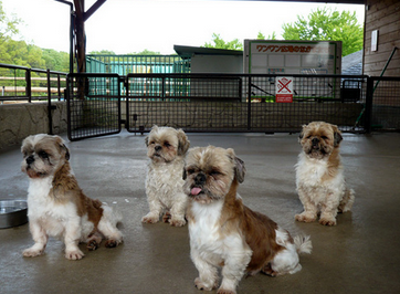 pancreatitis en perros