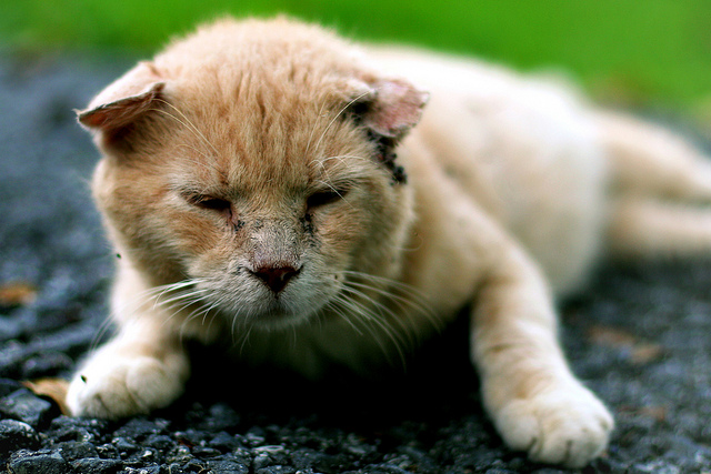Alte Katze