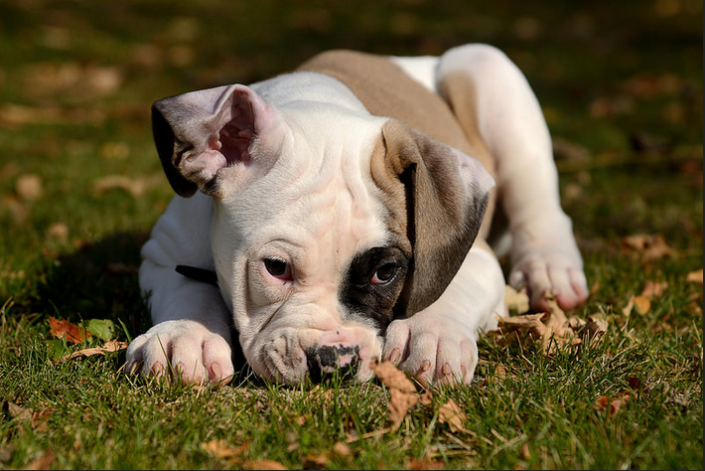 cachorro de bulldog americano