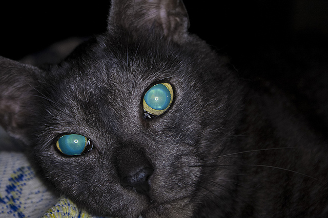 Los ojos del gato brillan en la oscuridad