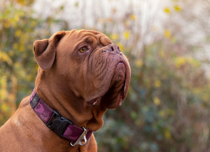 Dogo de Burdeos