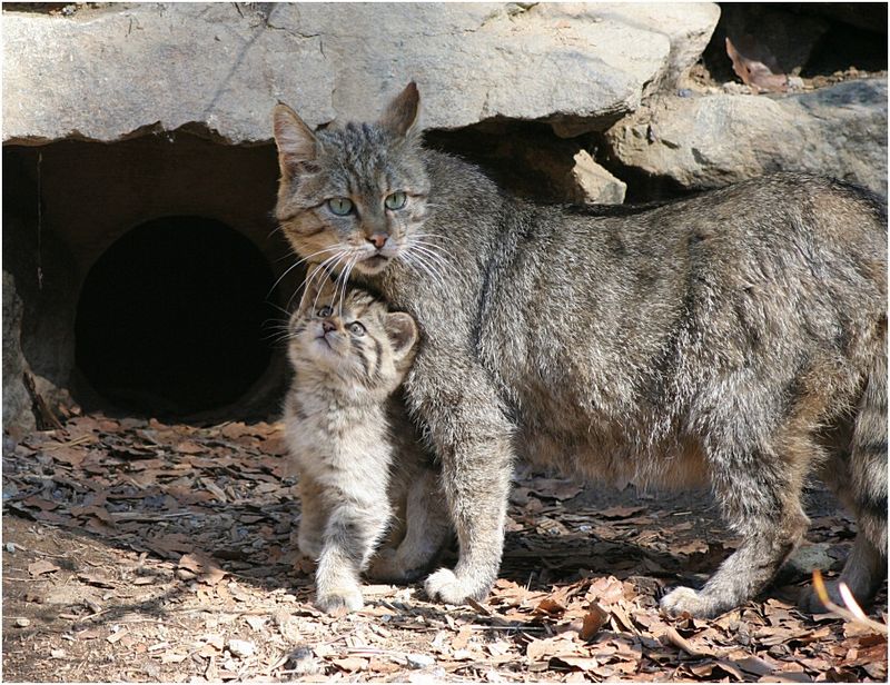gato montés europeo