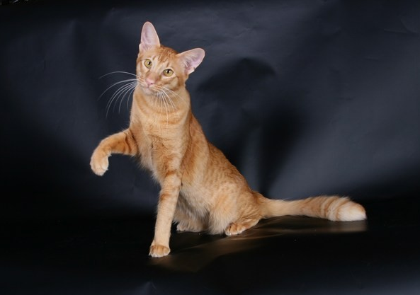 carácter de los gatos javaneses