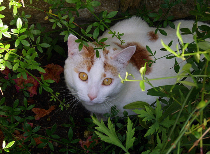 foto de gato turco de pelo corto