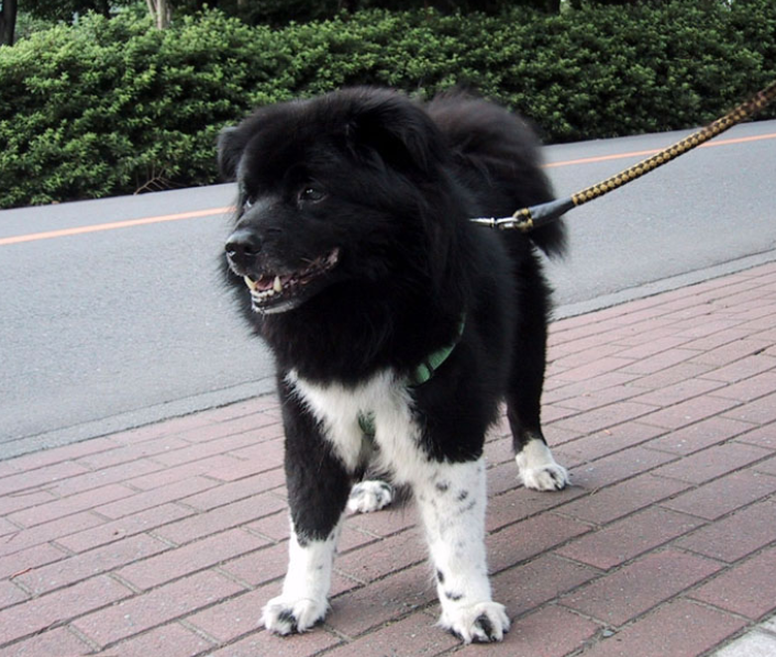perro de raza husky de Sajalín