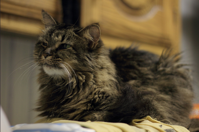 Alte Katze