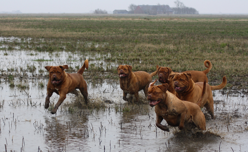 Dogo de Burdeos (mastín francés) foto
